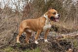 AMSTAFF ADULT 354